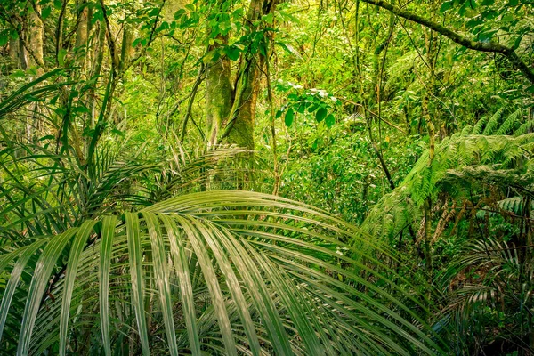 Exuberante selva verde — Foto de Stock