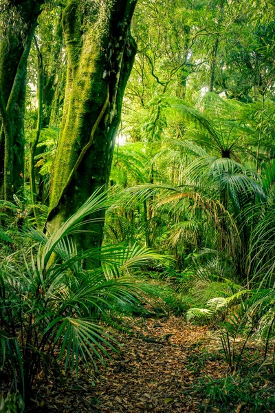 Weelderige tropische jungle — Stockfoto