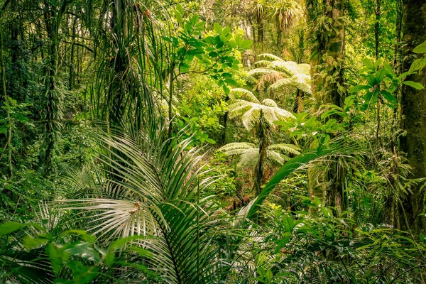 Tropical jungle forest — Stock Photo, Image