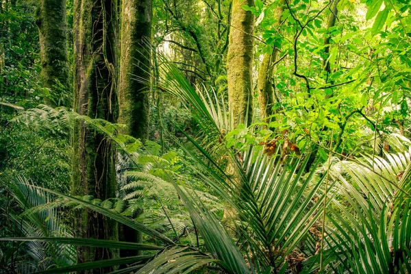 Floresta tropical da selva — Fotografia de Stock