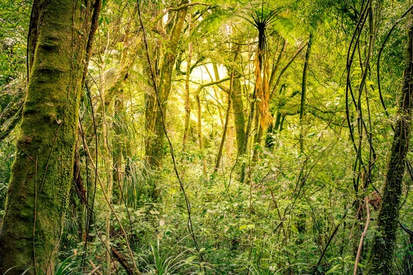 Foresta tropicale della giungla — Foto Stock