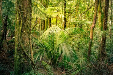 tropikal orman orman