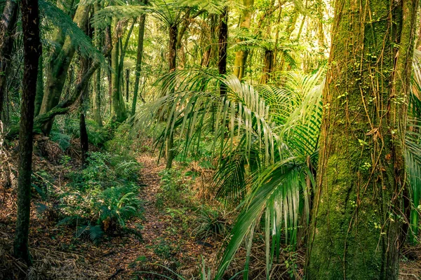 Jungle ormbunkar och träd — Stockfoto