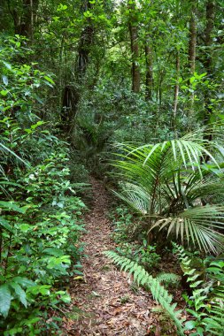 ormanda yürüyüş yolu