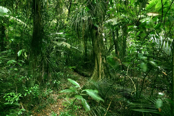 Tropische jungle bos — Stockfoto