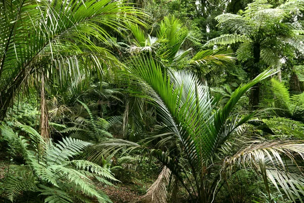 Ferns in jungle — Stock Photo, Image