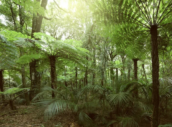 ジャングルの中でシダの木 — ストック写真