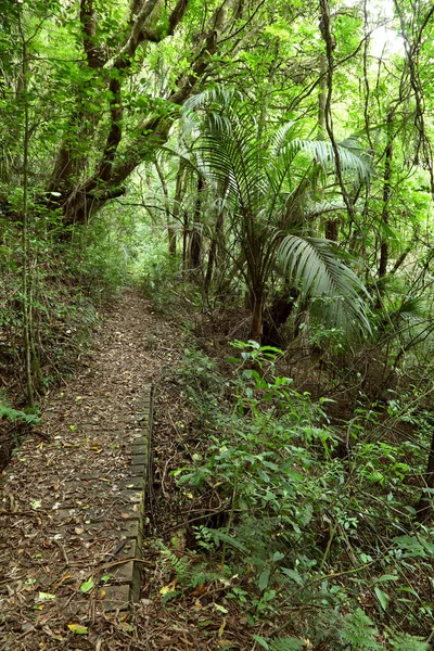 Trilha a pé na floresta — Fotografia de Stock