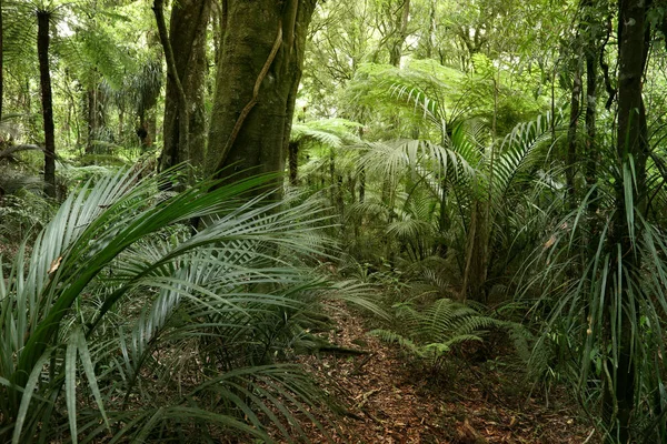 Tropický prales džungle — Stock fotografie
