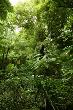 yemyeşil yeşil orman