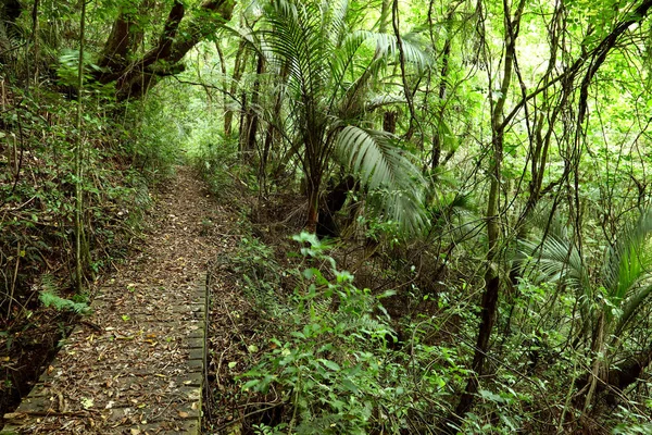 Trilha de caminhada florestal — Fotografia de Stock