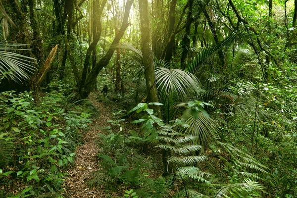 Exuberante selva verde — Fotografia de Stock