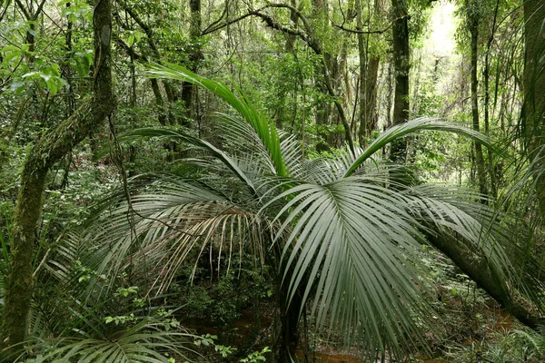 Lush jungle foliage