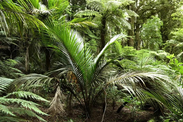 Tropische jungle bladeren — Stockfoto