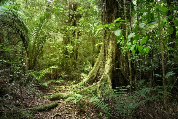 열 대 정글 숲 — 스톡 사진