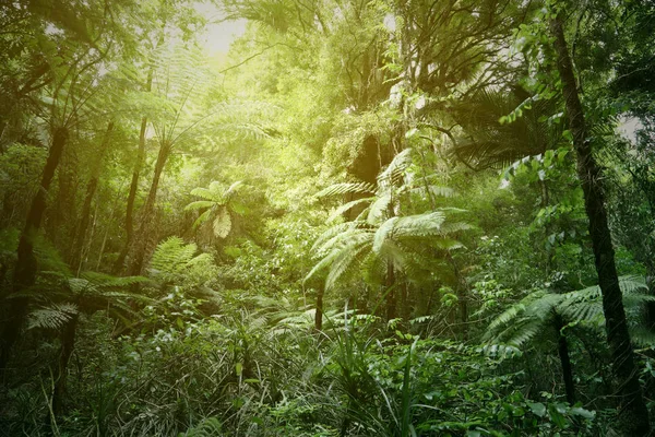 Felci degli alberi nella giungla — Foto Stock