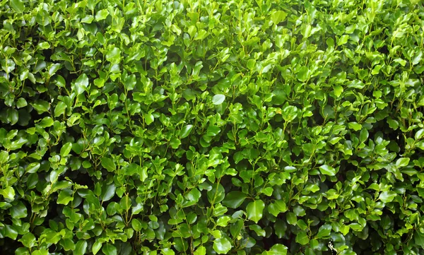 Griselinia hedge leaves — Stock Photo, Image