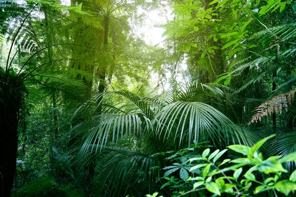 Baumwipfel des Dschungels — Stockfoto