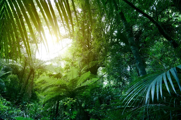 Canopy de la selva — Foto de Stock