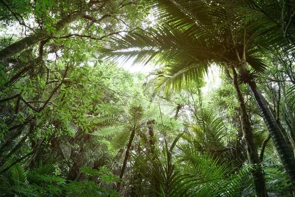 Canopée Arbres Dans Jungle Tropicale — Photo