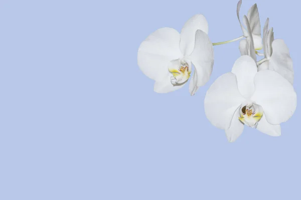 White Orchid flower — Stock Photo, Image