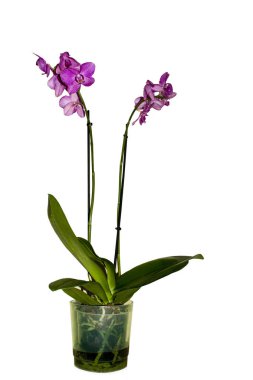 Tencerede orkide houseplant