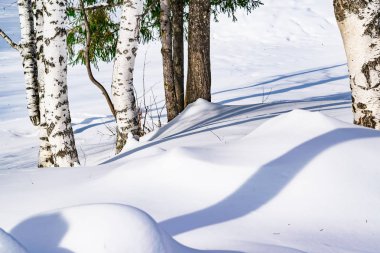 Doğal huş ağacı orman ağaçları kış orman manzarası güneş tarafından aydınlatılmış büyük gölgeler ile kar fırtınasında sonra özetlenen kar sürüklenir