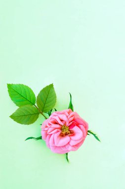 Pembe çiçek yaprakları bitkiler ile küçük bir ışık kağıt arka plan, üstten görünüm, kopya alanı gül, yat