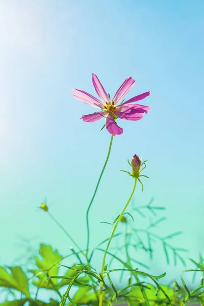 ピンク紫の花コスモスを優しいパステル ブルーの背景 自然の抽象的な背景 空白のグリーティング カードにクローズ アップ — ストック写真