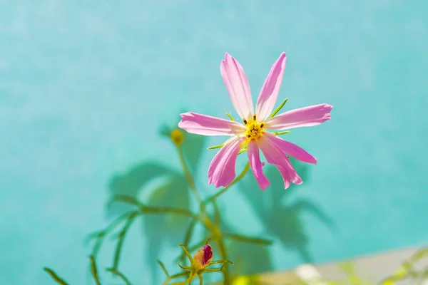 Różowy Fioletowy Kwiat Kosmos Podwójnie Pierzasty Zamknąć Delikatne Pastelowe Niebieskie — Zdjęcie stockowe