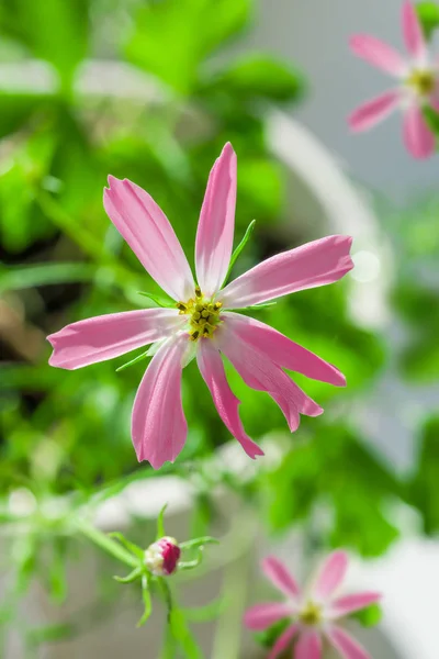 Różowo Fioletowy Kwiat Kosmos Podwójnie Pierzasty Zbliżenie Tle Delikatny Liść — Zdjęcie stockowe
