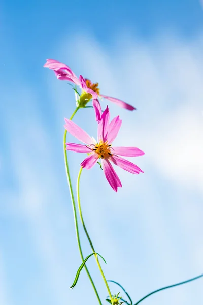 Różowy Fioletowy Kwiat Kosmos Podwójnie Pierzasty Zamknąć Delikatne Pastelowe Niebieskie — Zdjęcie stockowe