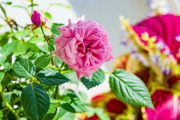 Rosa Lila Inomhus Ros Blomma Närbild Delikat Grönt Löv Bakgrund — Stockfoto