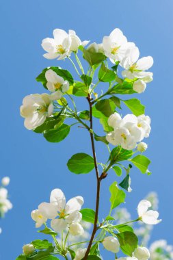 Çiçekli elma ağacı, küçük meyveli bir çeşitlilik. Beyaz Elma çiçekleri yakın planda. Güzel doğal bahar çiçeği arka planı.