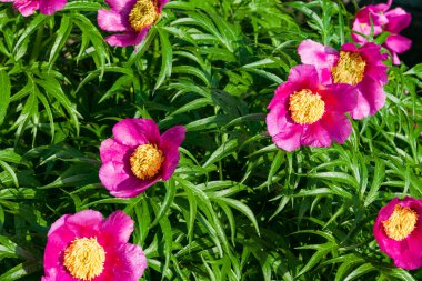 Baharda yeşil yapraklı bir çalıda pembe şakayık çiçeği. Uzun ömürlü tıbbi şakayık çalısı (Paeonia _ officinalis)