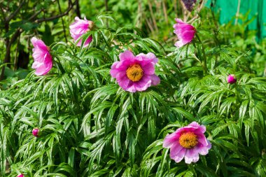 Baharda yeşil yapraklı bir çalıda pembe şakayık çiçeği. Uzun ömürlü tıbbi şakayık çalısı (Paeonia _ officinalis)