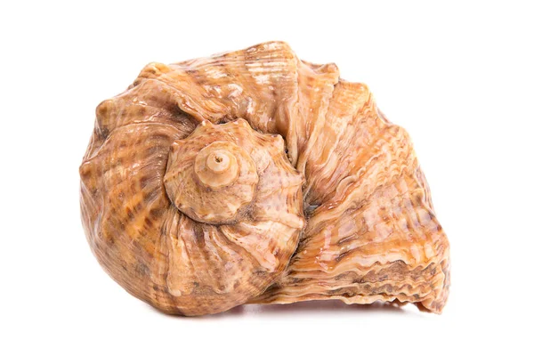 Seashell på vit bakgrund — Stockfoto