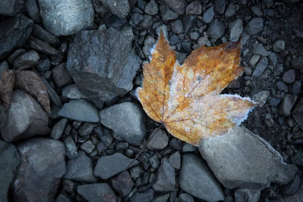 Herbstblatt Mit Raureif Gelbes Blatt Eines Baumes Das Auf Den — Stockfoto