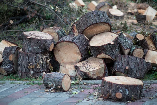 Stos Kłód Ściętych Części Miasta Spadające Drzewa Mieście — Zdjęcie stockowe