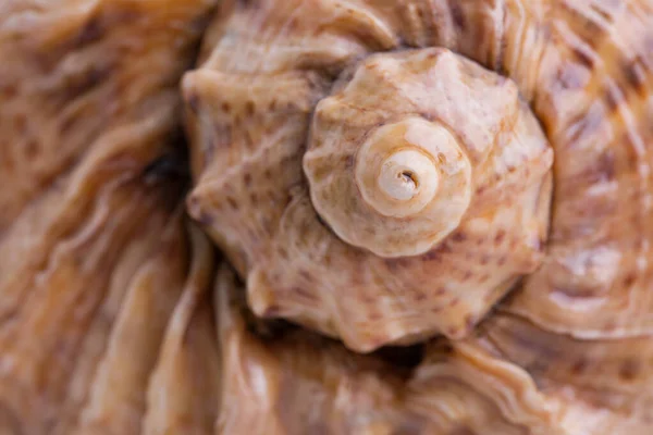 Espiral Uma Concha Mar Close Razão Dourada Natureza Das Conchas — Fotografia de Stock