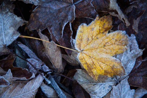 Umgestürzte Blätter Eines Baumes Mit Eiskristallen Der Erste Frost Früher — Stockfoto