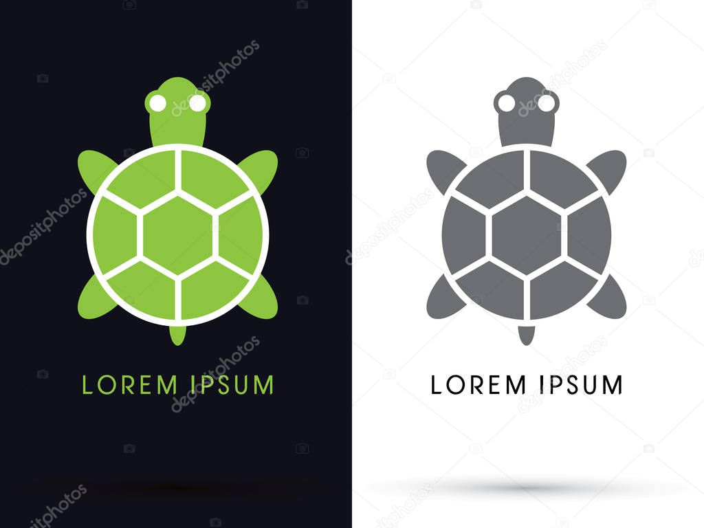 Turtle top view graphic vector
