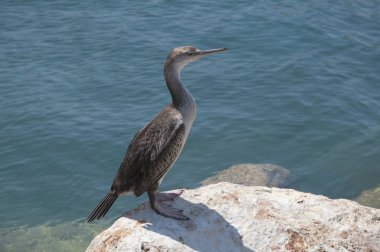 Bir kayaya oturan yelkovan kuşu mauretanicus