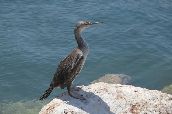 Bir kayaya oturan yelkovan kuşu mauretanicus