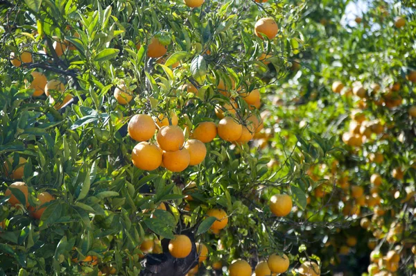 Pomarańcze na oddział — Zdjęcie stockowe