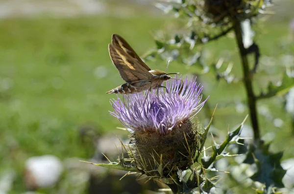 Hyles livornica on cotton thistle — Stock Photo, Image