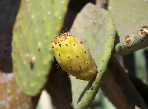  Opuntia ficus-indica (dikenli armut) kaktüs meyvesi