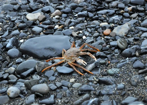 a crab crawls over black rocks