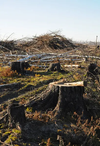 Ağaç gövdeleri, kütükler, kesilmiş dallar.