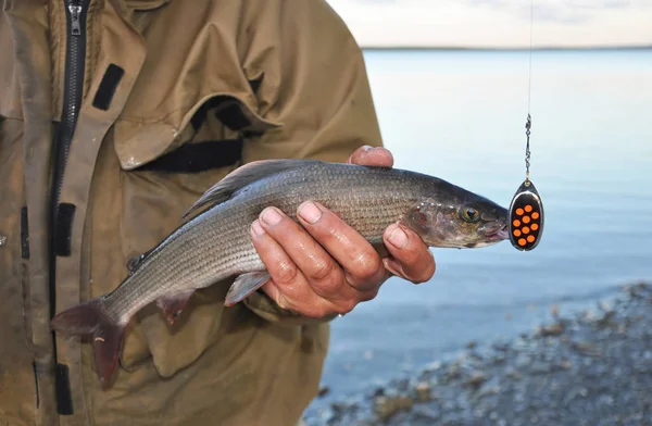 Pesce grigliato nelle mani di un pescatore — Foto Stock